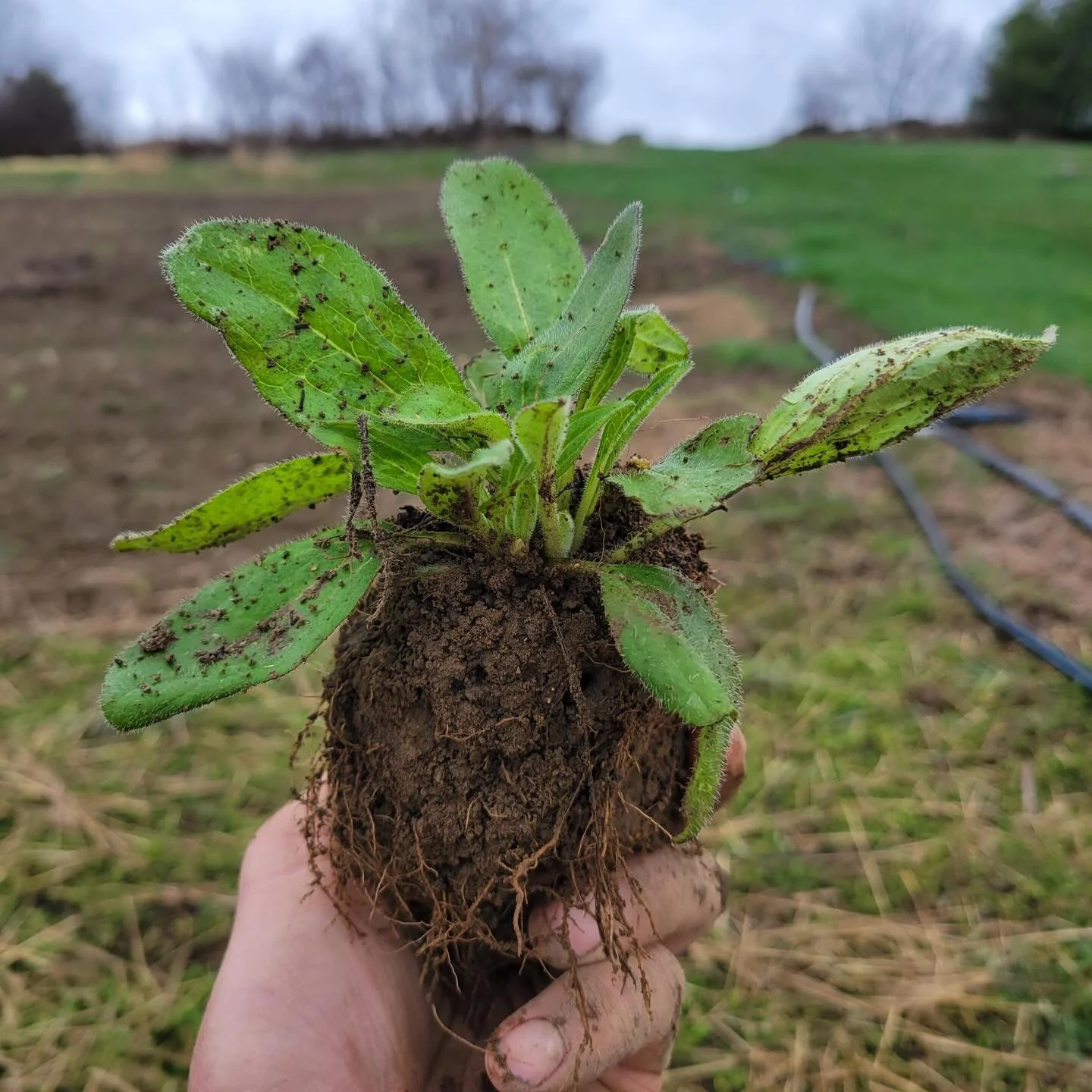 Our native perennials are almost ready!  Grown from seed on our farm and perfectly suited to thrive in Maine landscapes, these plants support pollinators, strengthen ecosystems, and bring lasting beauty to your garden. You can pre-order your favorite