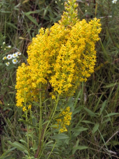 Showy Goldenrod
