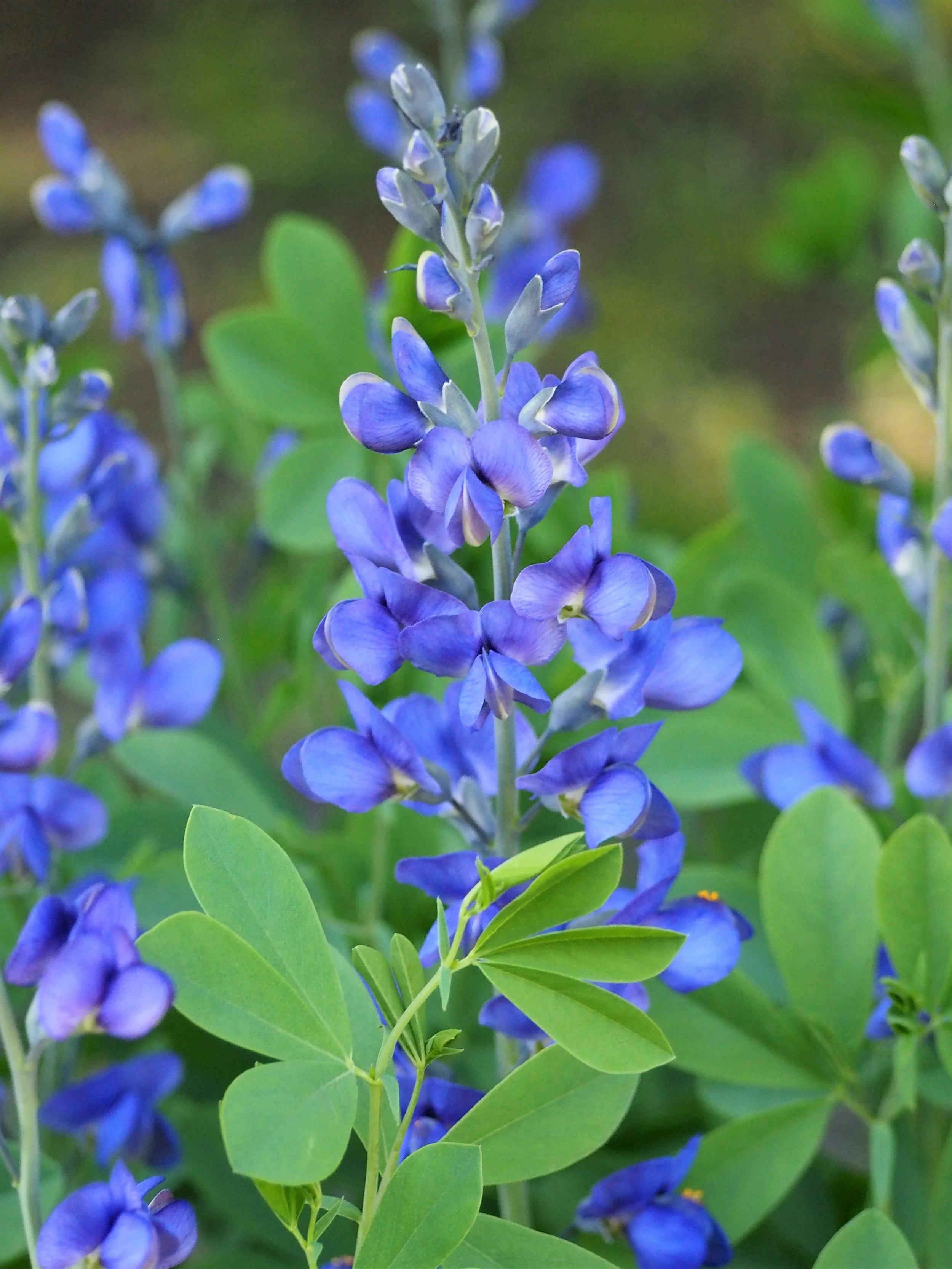 Blue Wild Indigo