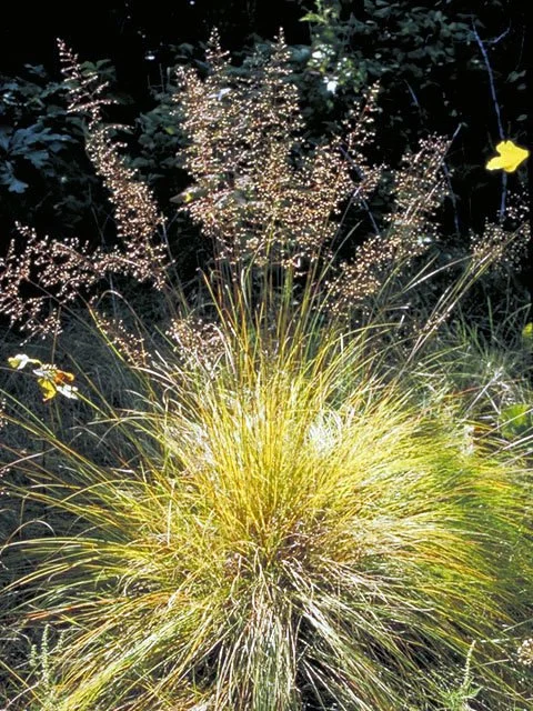 Prairie Dropseed