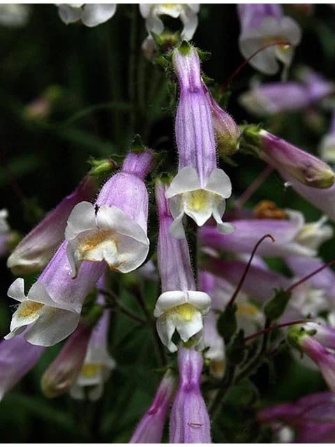 Beardtongue, "Hairy"
