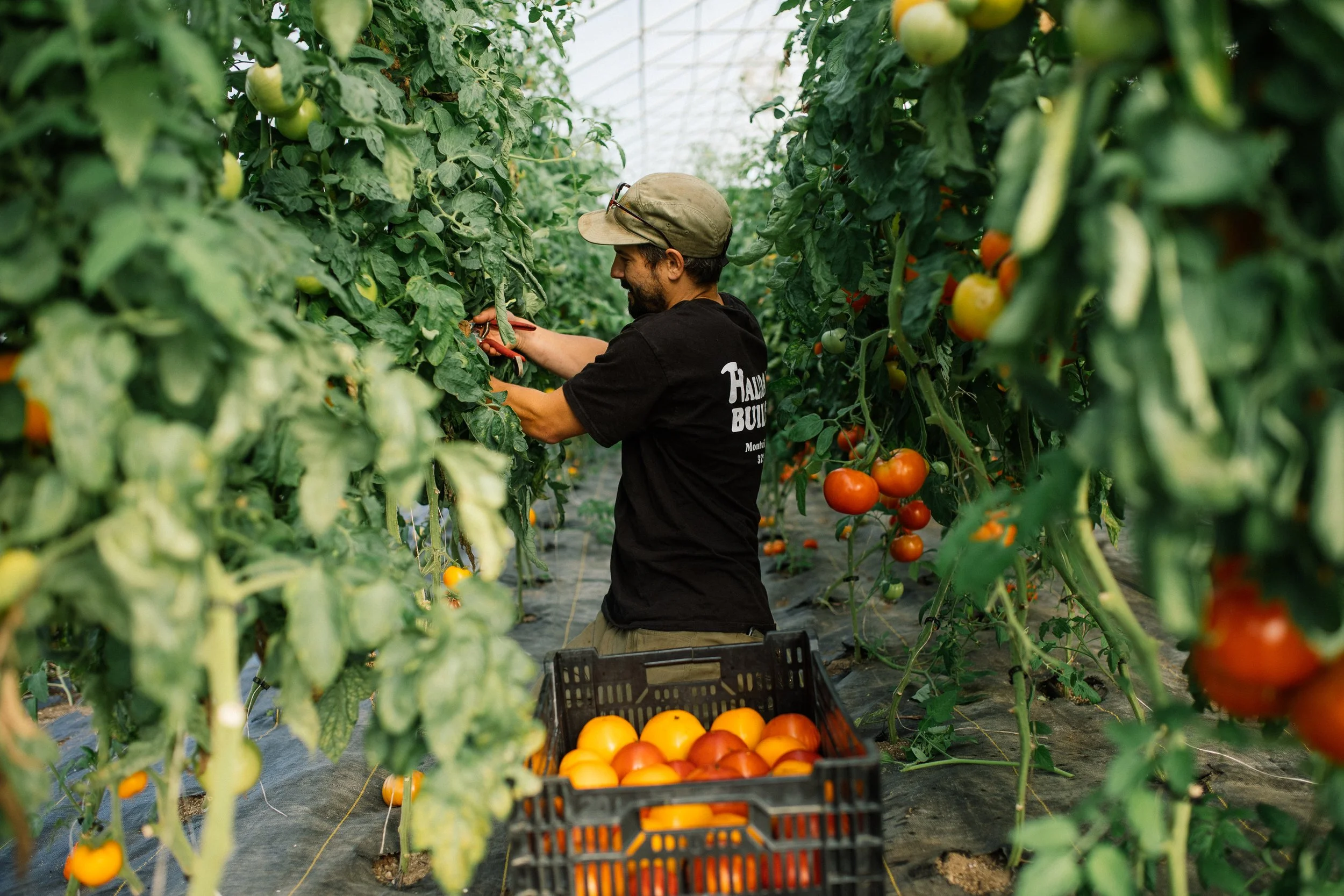 PART-TIME VEGETABLE CREW (May/June - October)