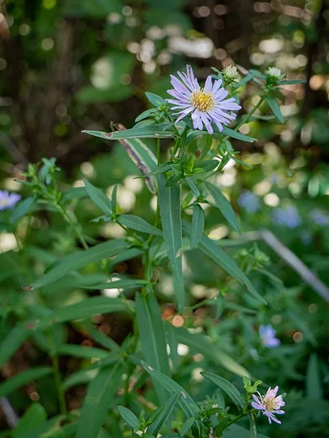 New York Aster.jpg