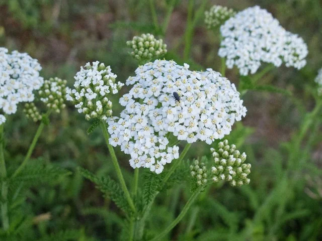 Yarrow, "Common"