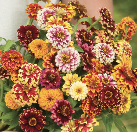 Zinnia, "Jazzy Mix"