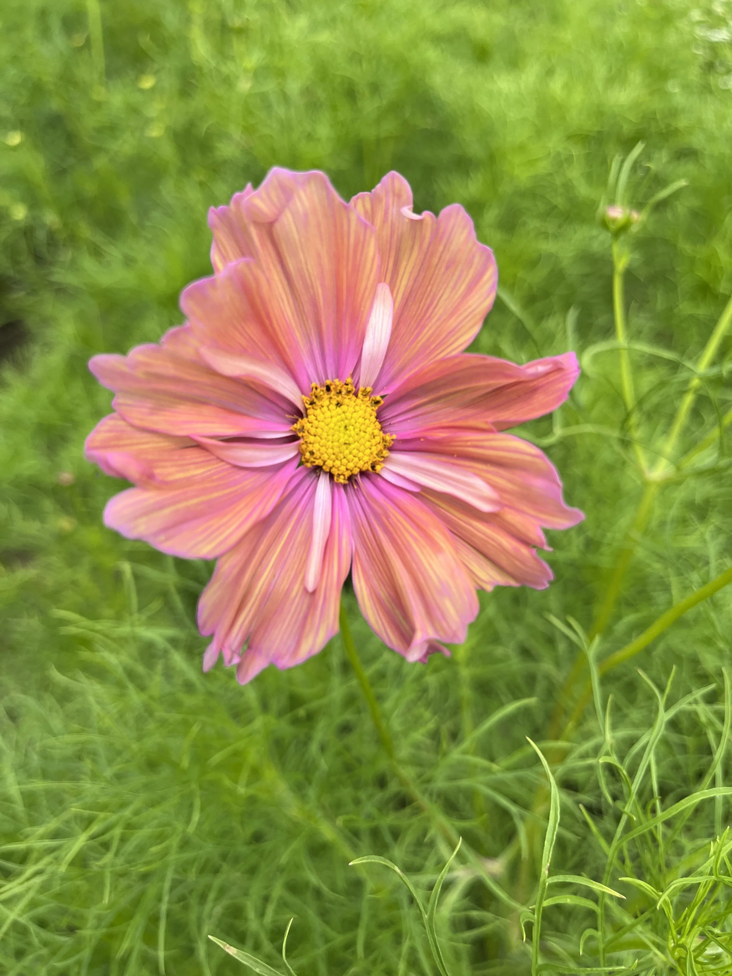 Cosmos, "Apricotta"