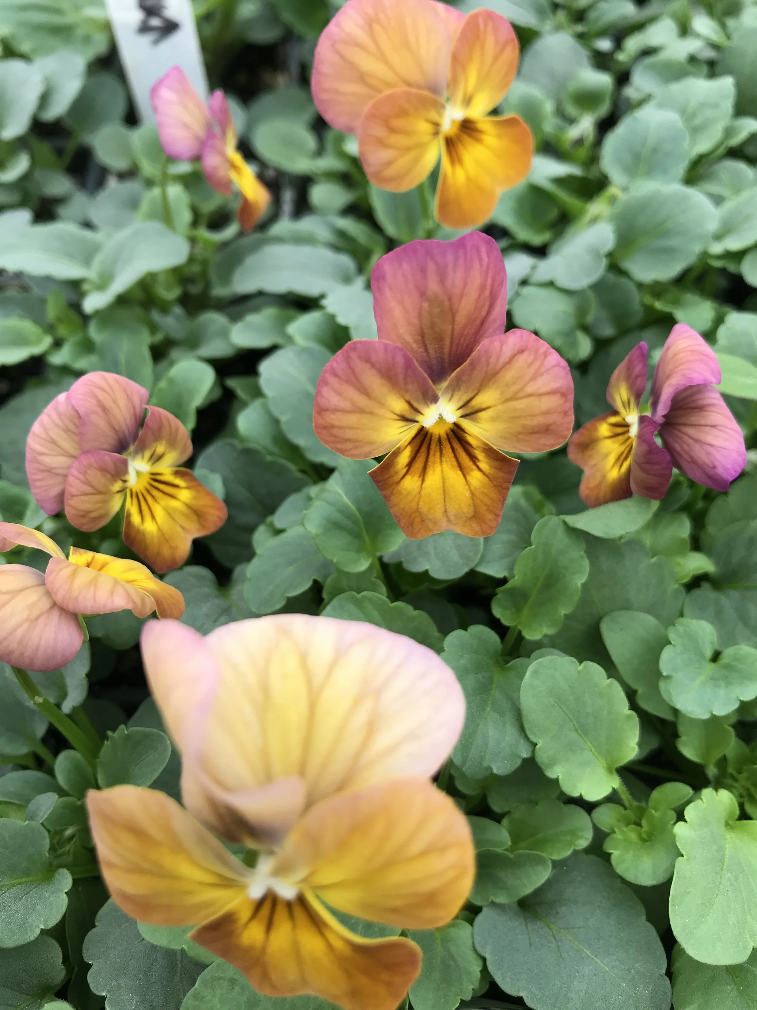 Viola, "Antique Shades"
