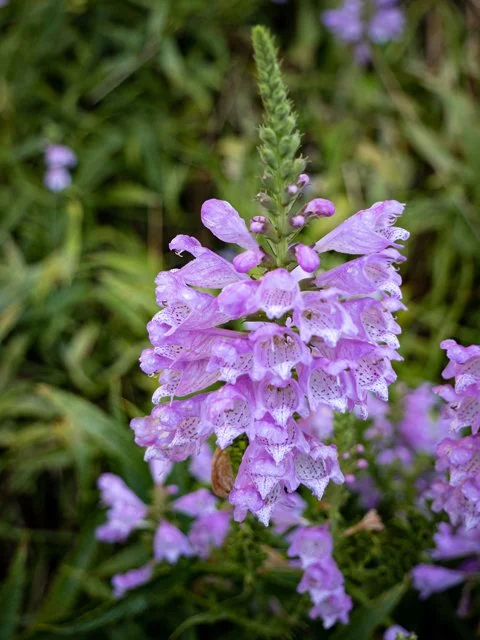 Obedient Plant