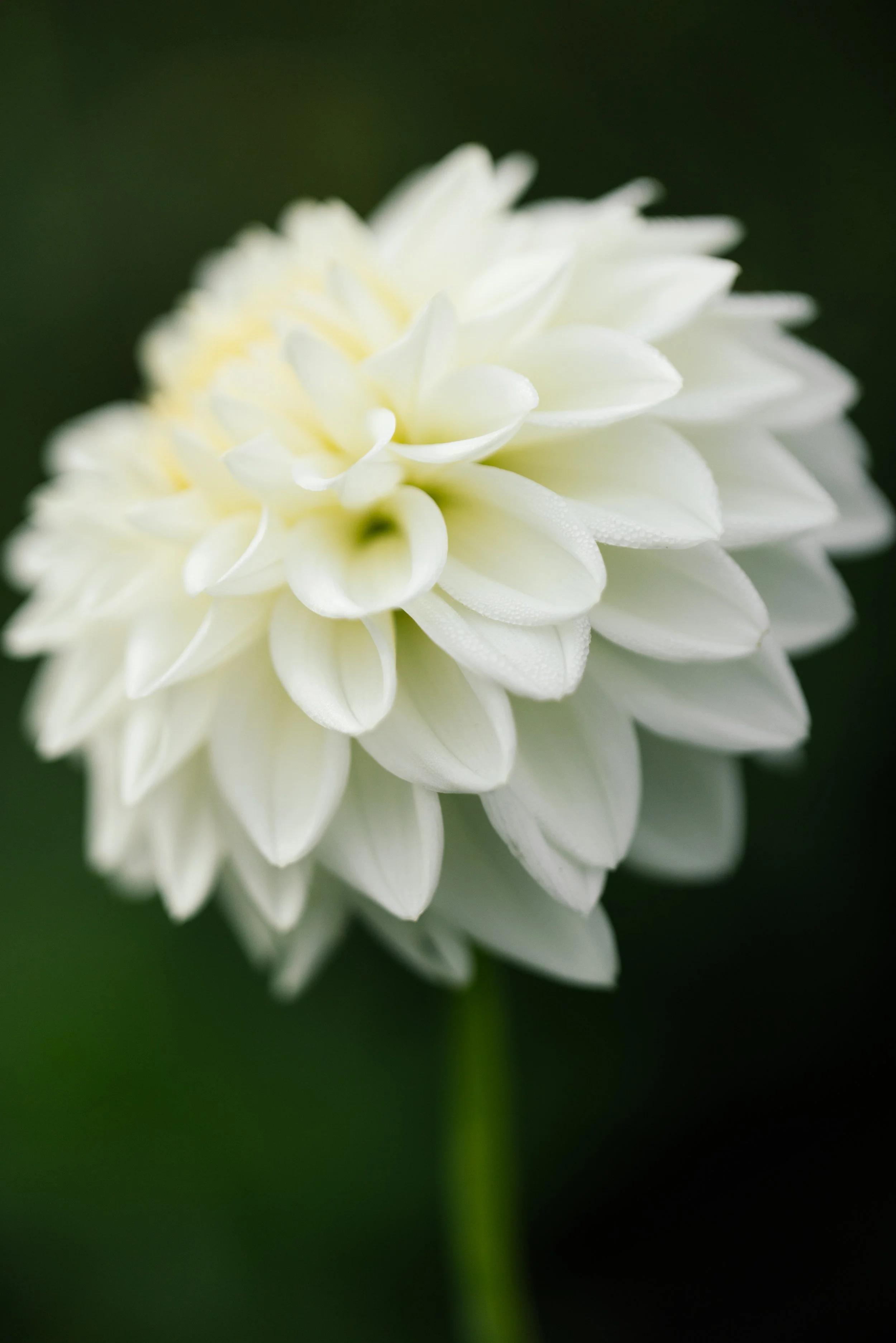 2O9A7326.jpg