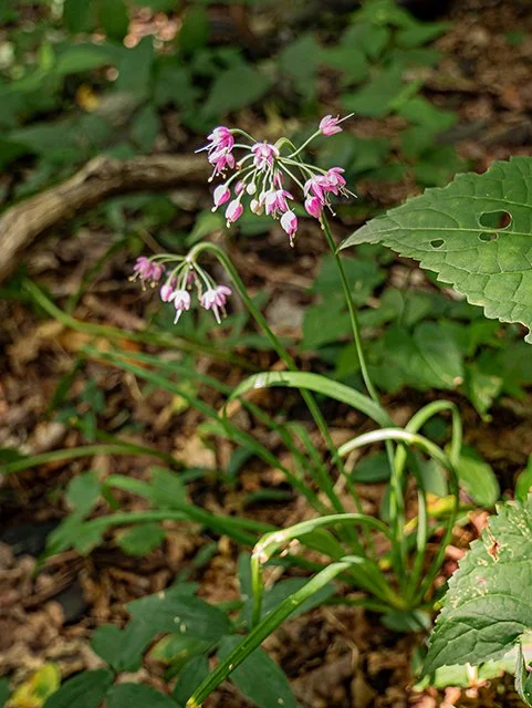Nodding Onion