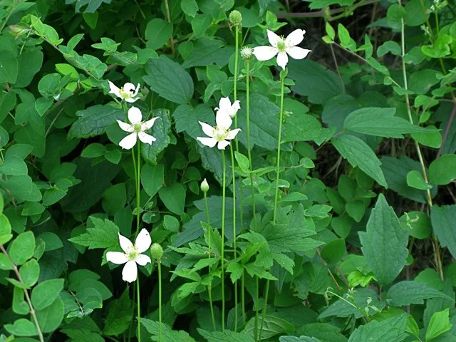 Thimbleweed
