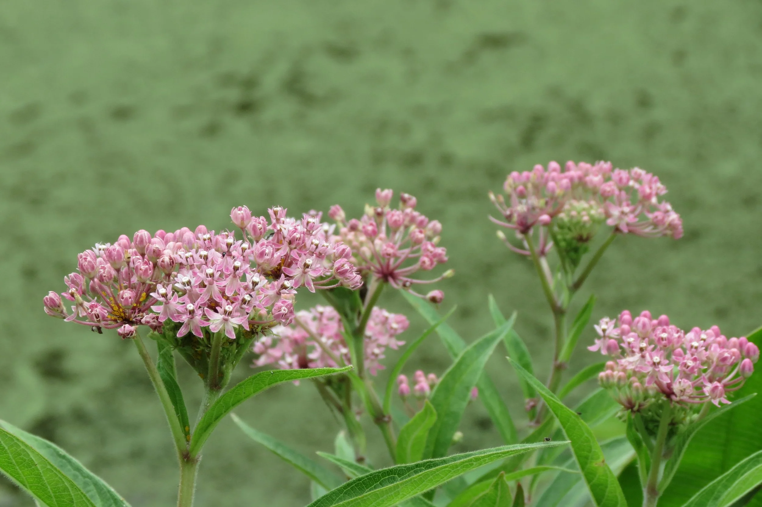 Swamp_Milkweed_(29098623233).jpg
