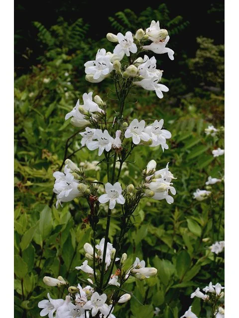 Foxglove Beardtongue.jpg