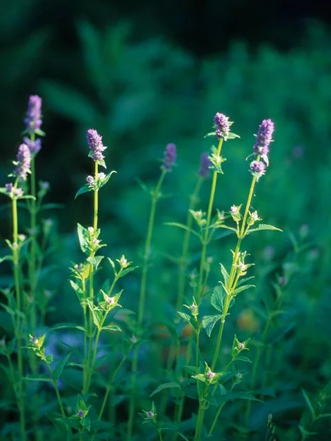 Anise Hyssop
