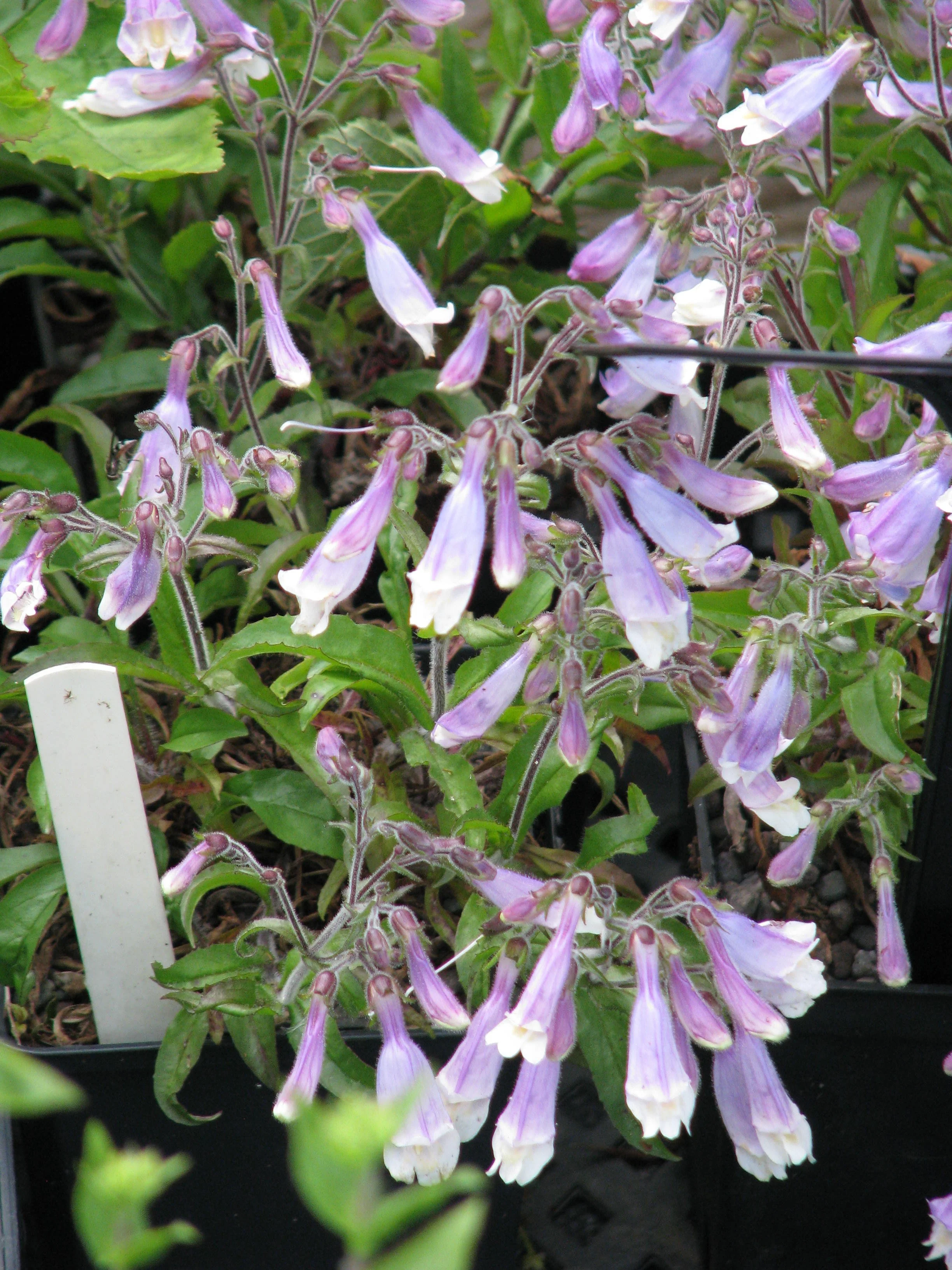 Penstemon_hirsutus_pygmaeus_(9064789449).jpg