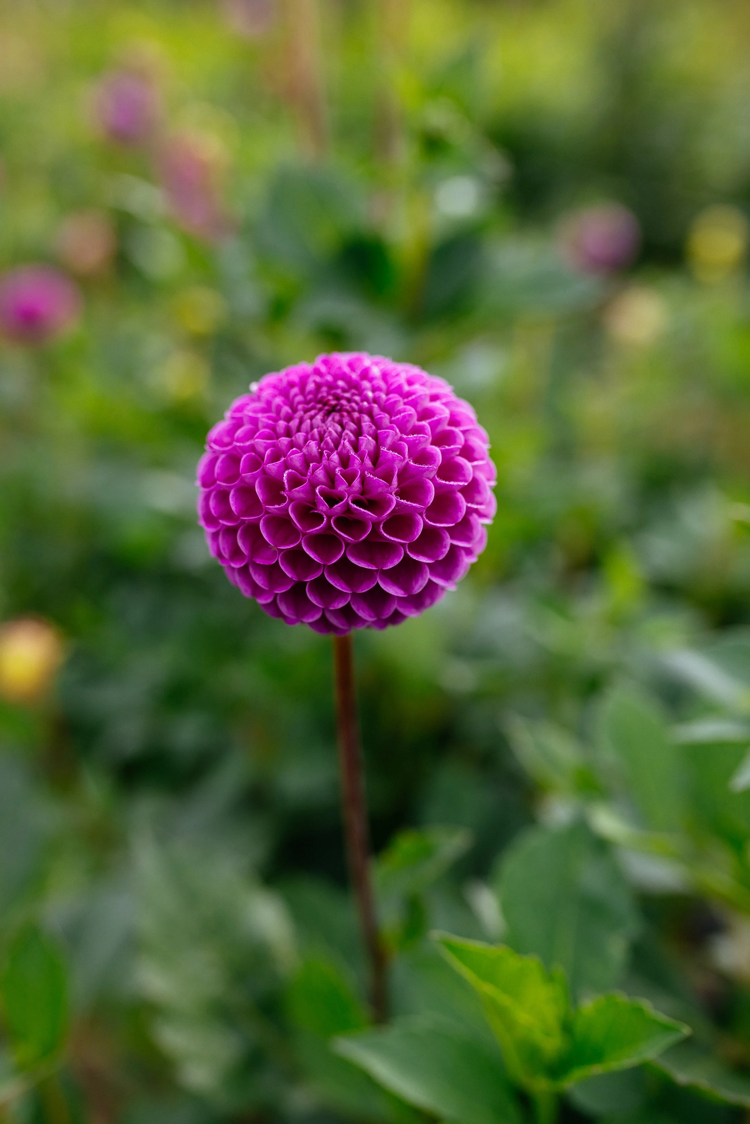 2O9A7299.jpg
