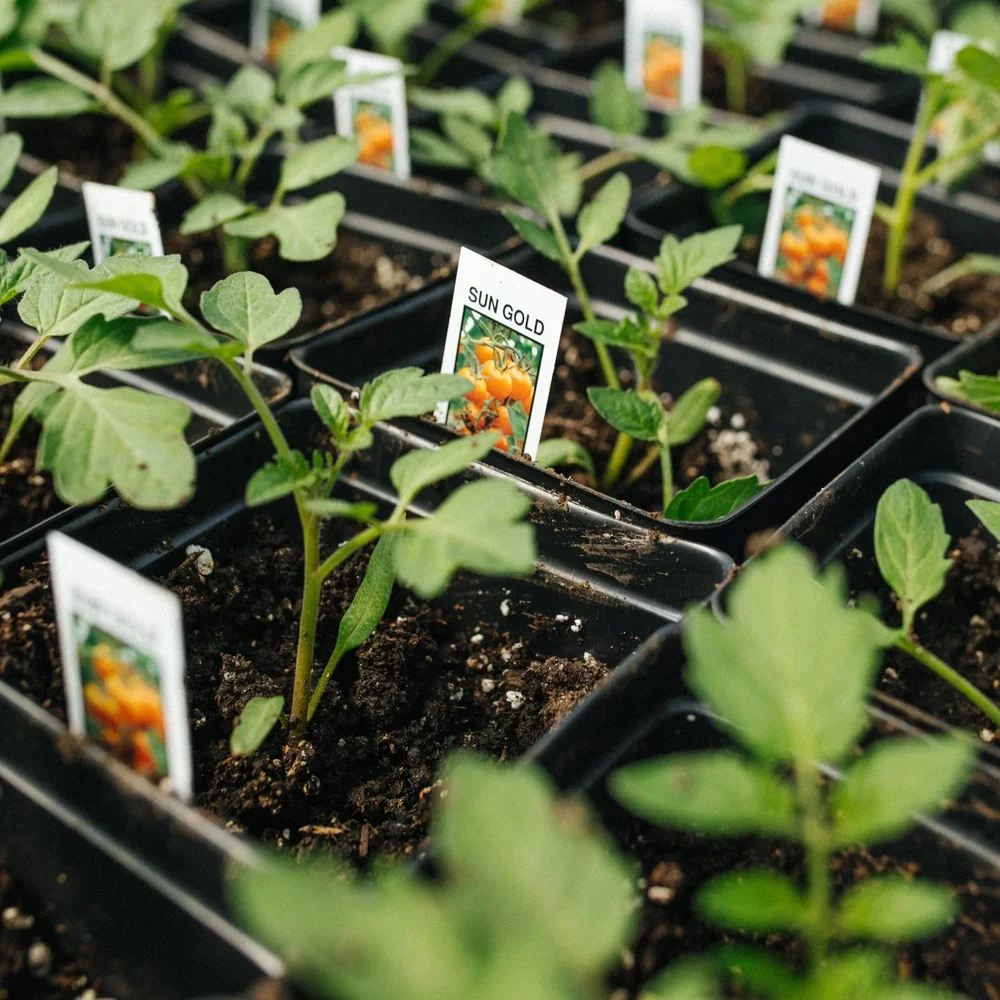 Bumbleroot Organic Farm
