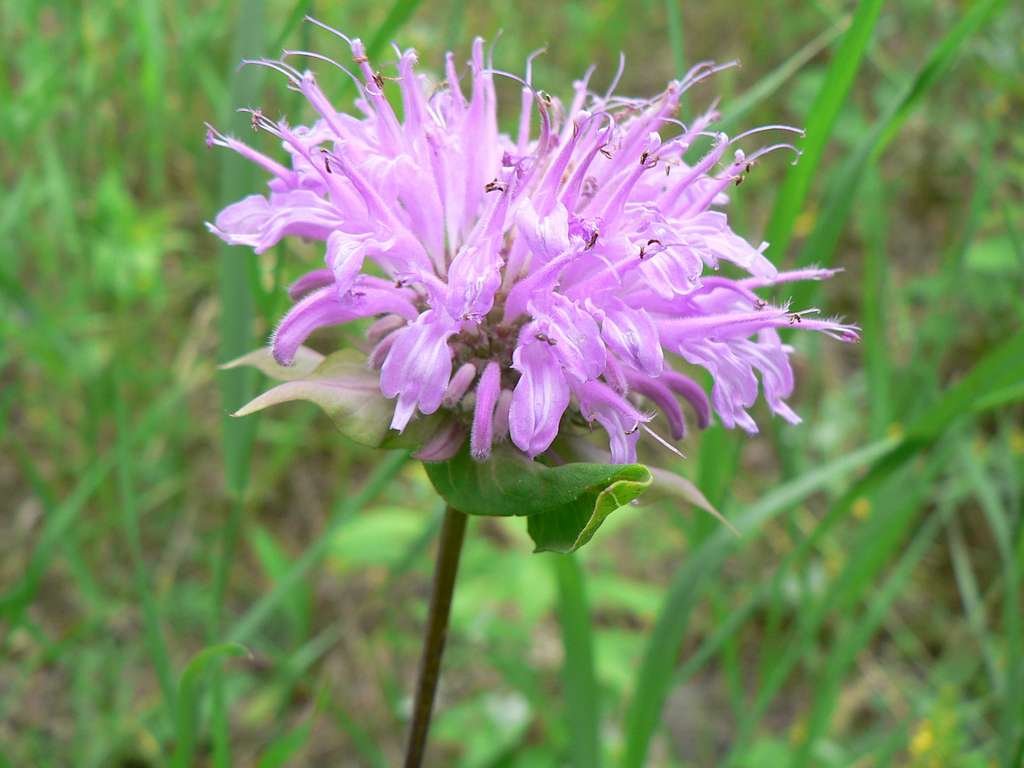 wild-bergamot-5b5525-1024.jpg