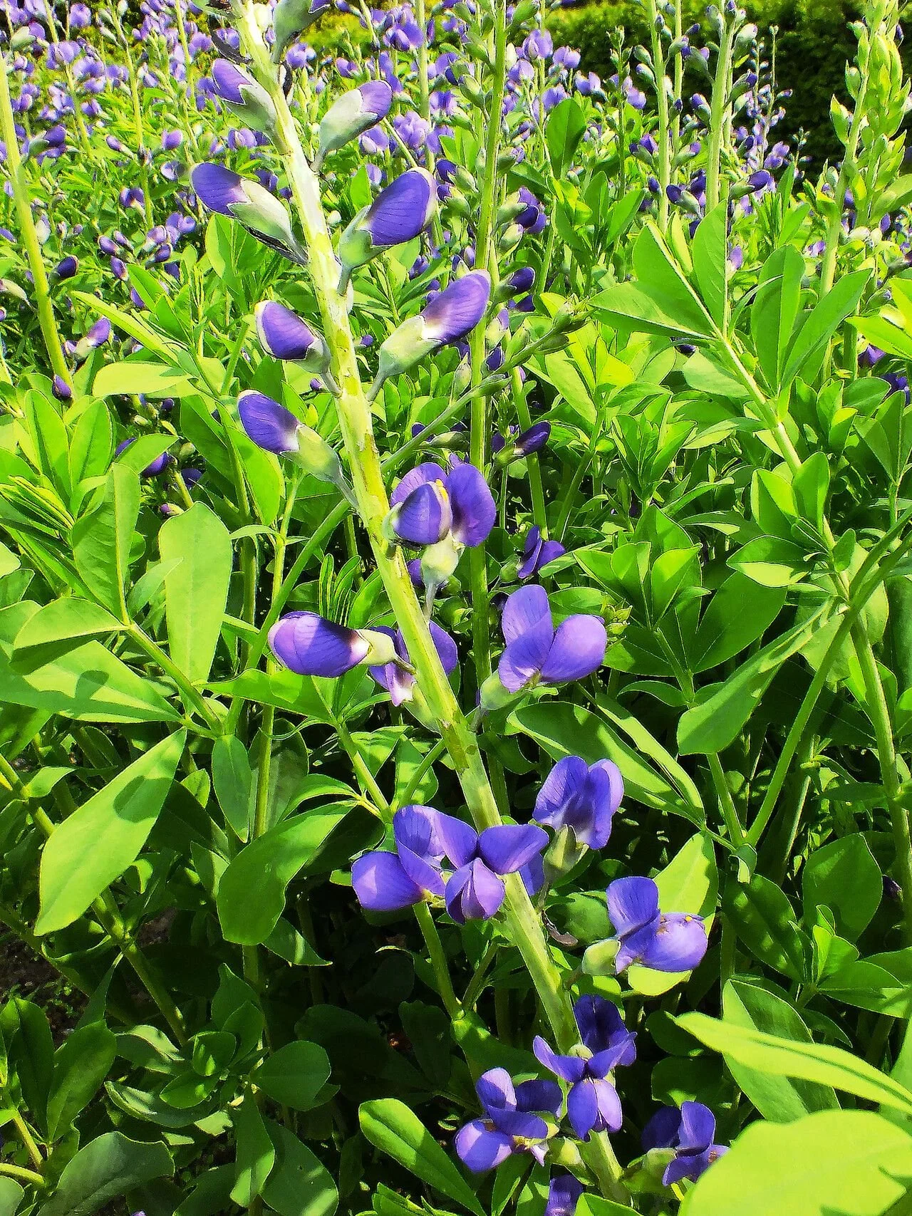 baptisia australis 2.jpeg
