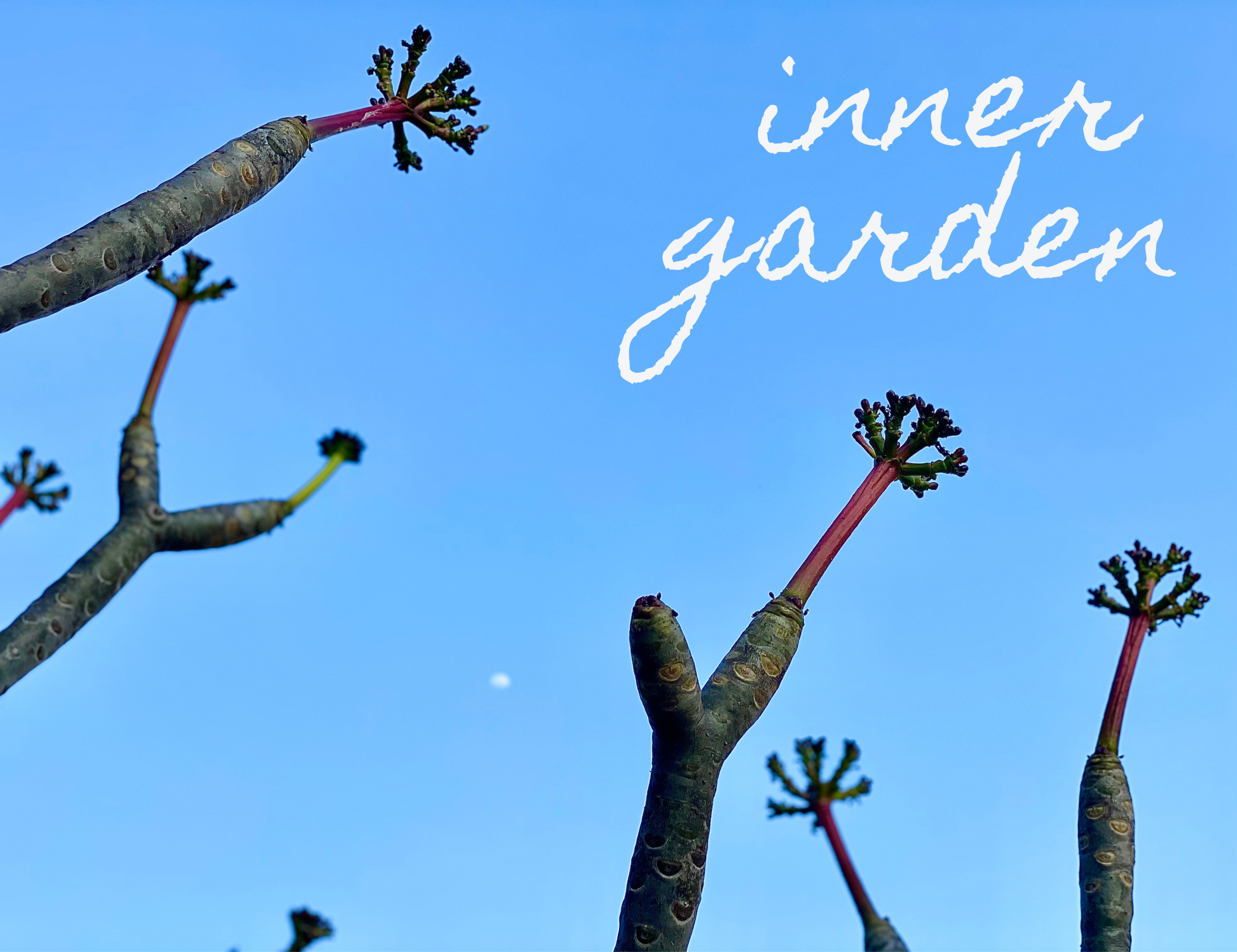 inner garden