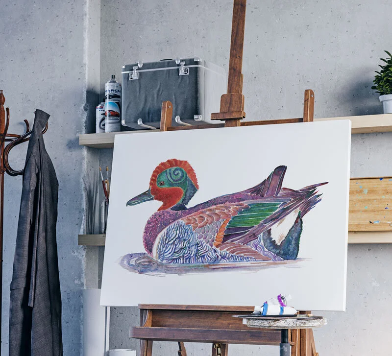 wigeon-preview-800.jpg