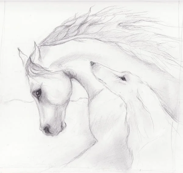Sketch of a horse and Saluki running together