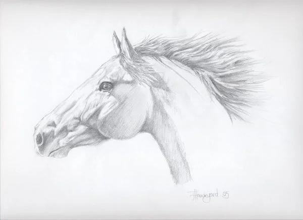 Pencil drawing of a horse head