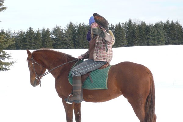 Photo of jen riding a chesnut horse with a harris hawk on her wrist.
