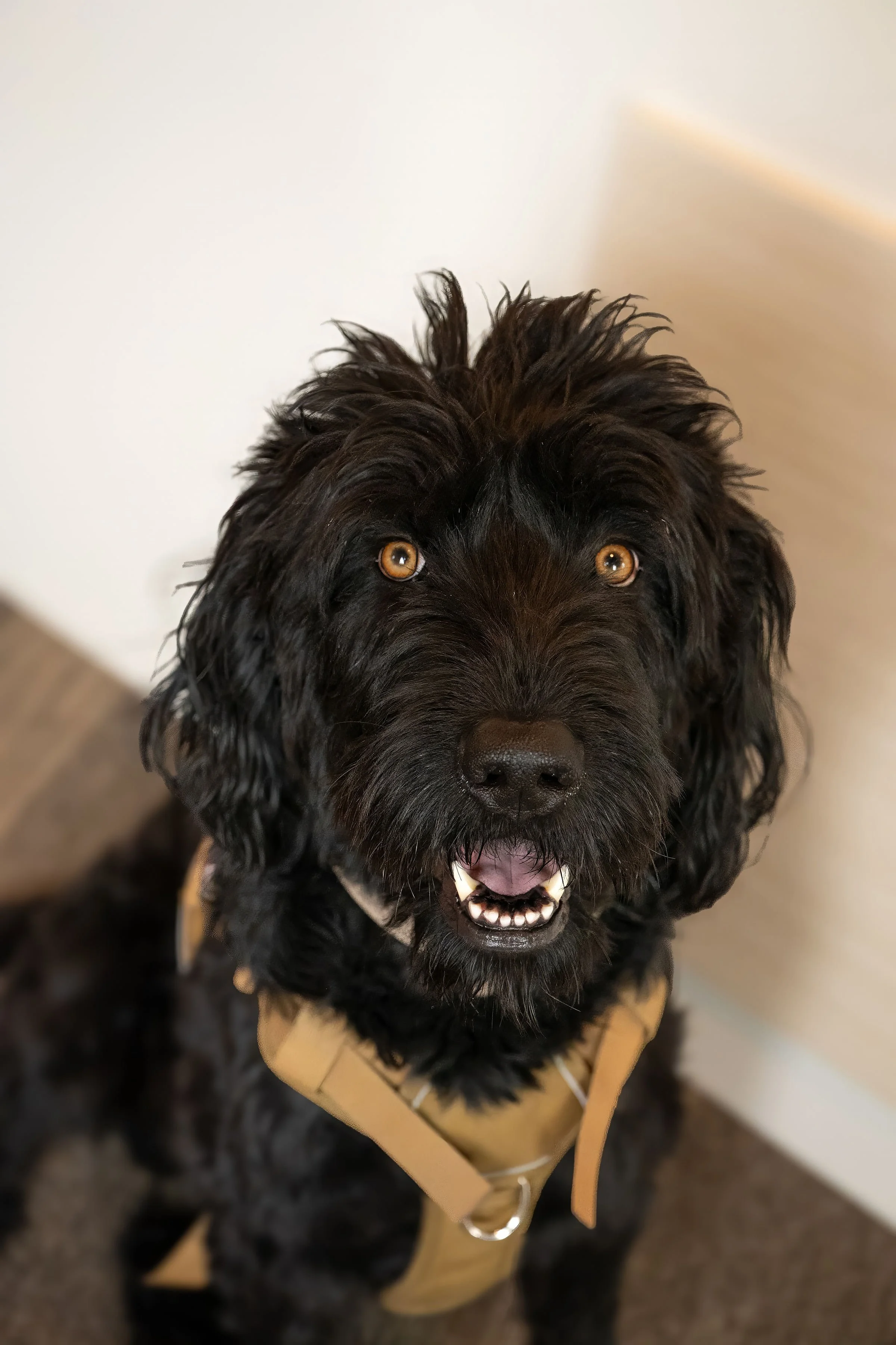 Close-up of a black curly-coated dog with light brown eyes, smiling with its mouth open, wearing a tan harness.