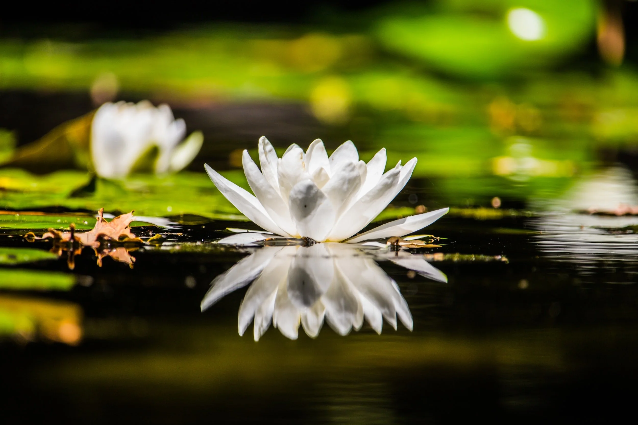 A water level shot of the surface of a pond with a bloomed white water lily