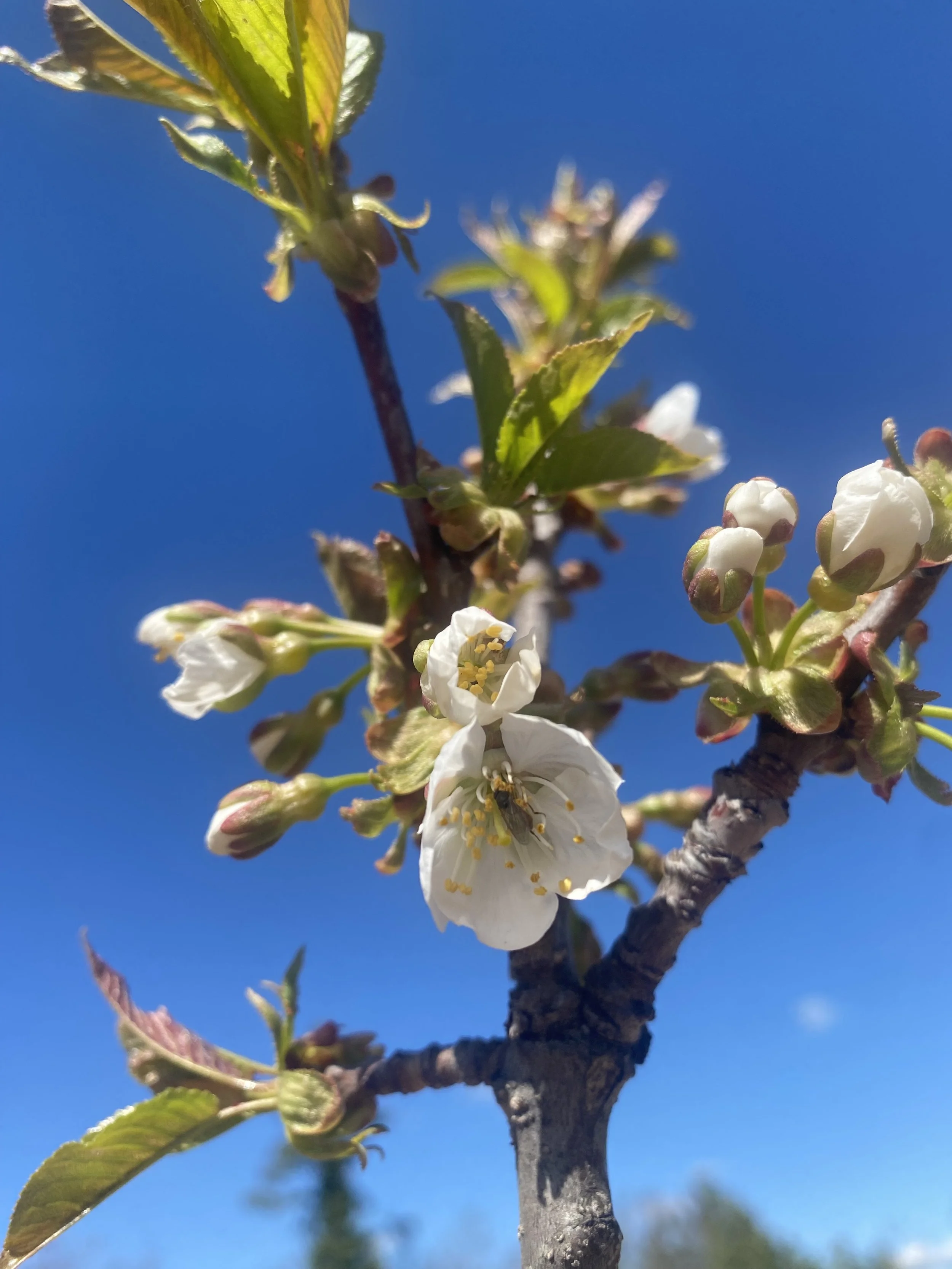 IMG_3133.jpeg