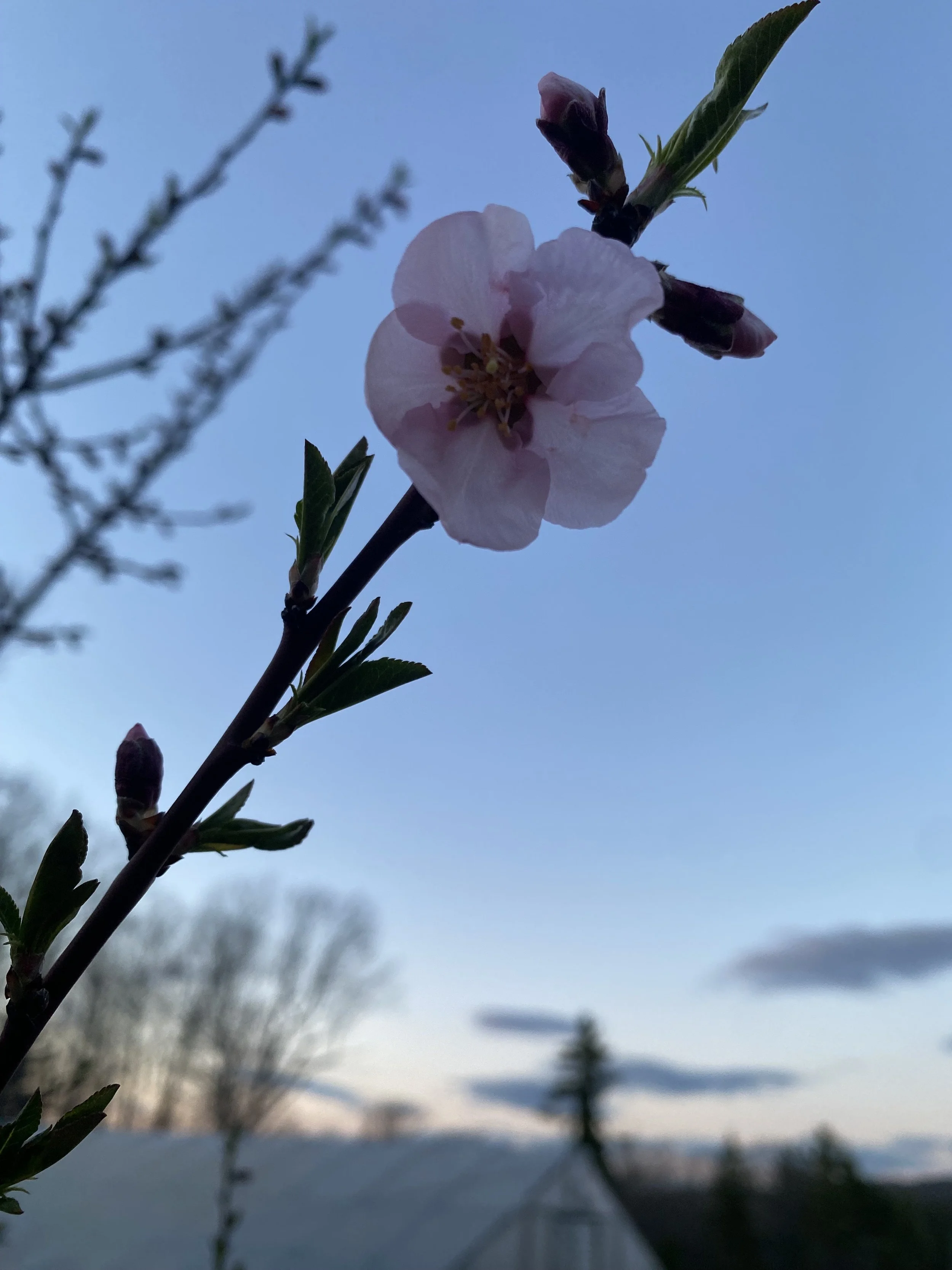 IMG_3155.jpeg