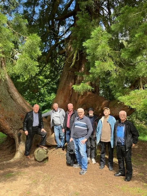 Sequoi Tree.jpg