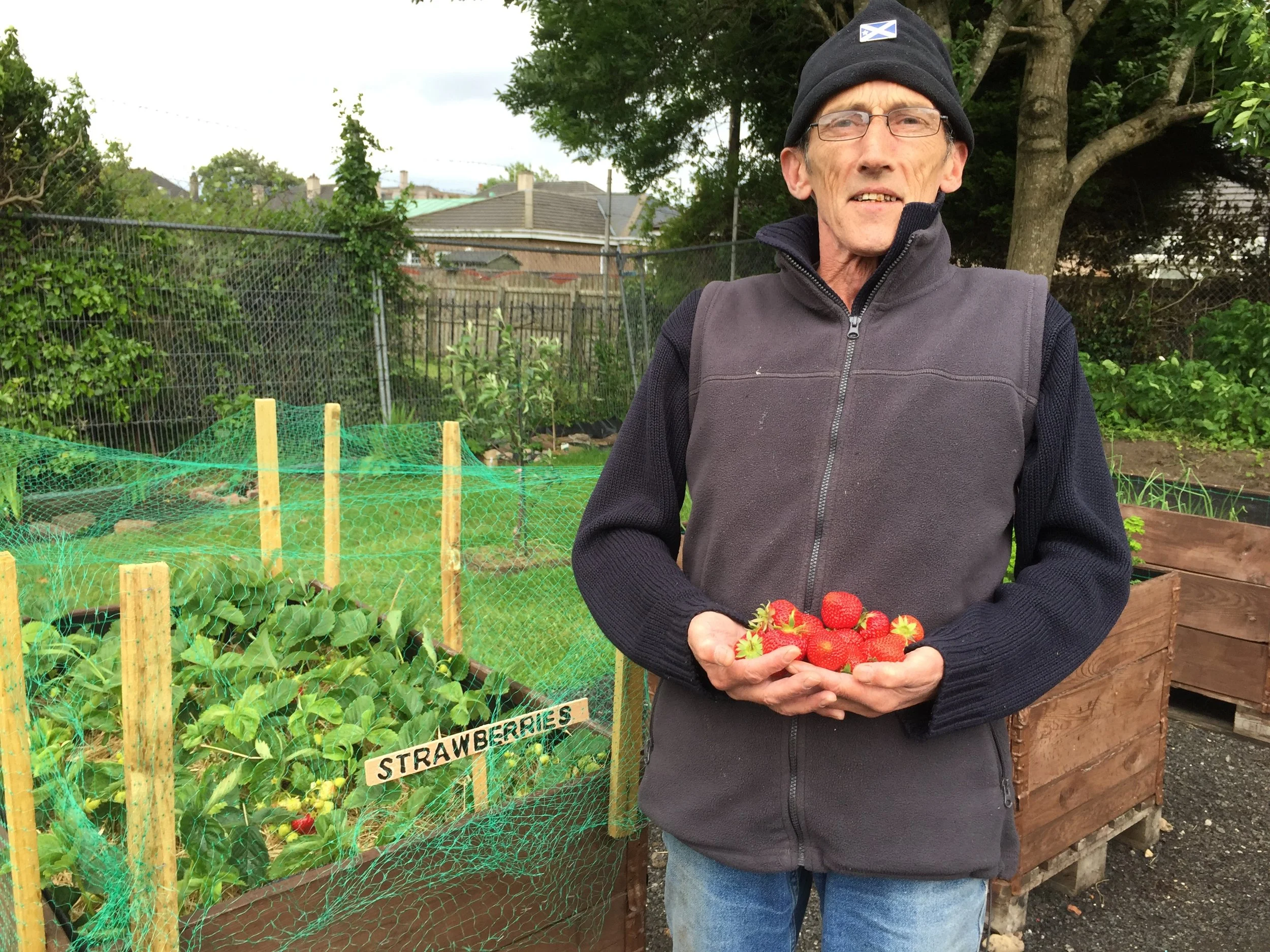 Picking first crop strawberries.JPG