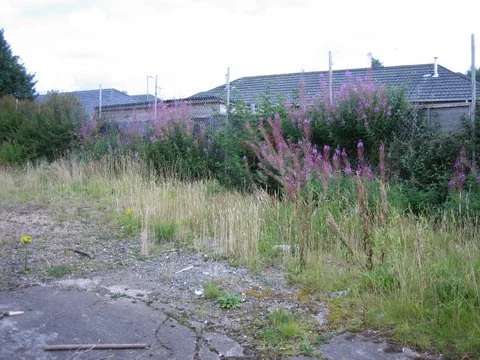 Back garden.JPG