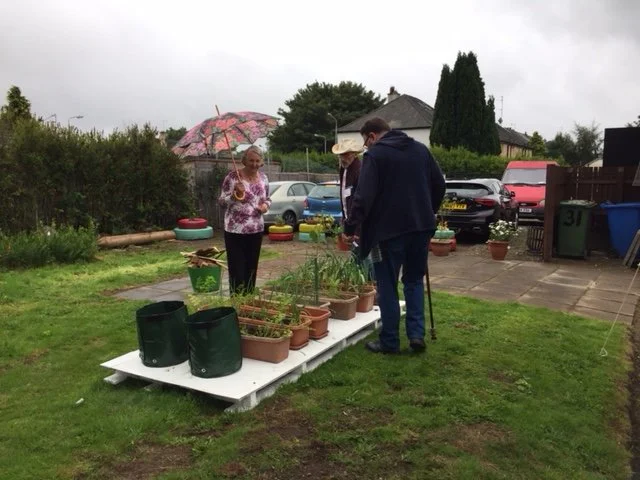 OD Vegetable patch (2).JPG