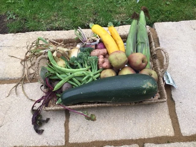 OD Allotment veg guess the courgette.JPG