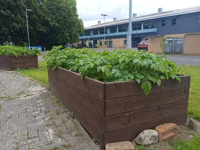 Raised beds at Pirie Park Primary.JPG