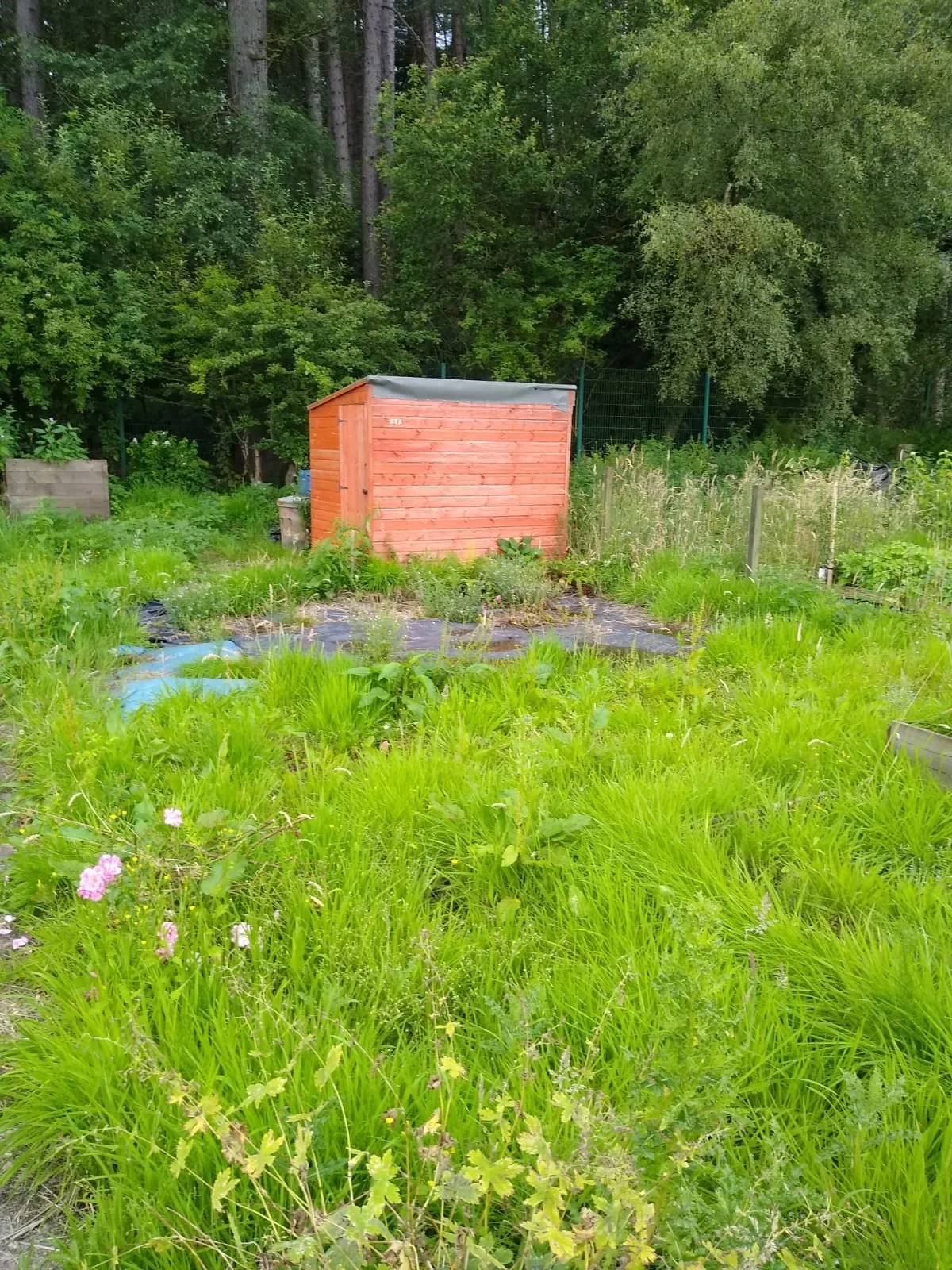 Allotment before.JPG