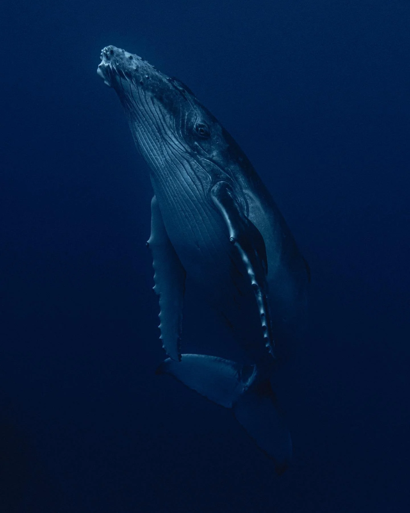 8 months since I posted my last photo here, I was recently inspired again to share more of my work. 🫶🏽✨

Also since it was World Whale Day yesterday, figured it was only fitting for it to be one of my favorite sets of my favorite animal in one of m