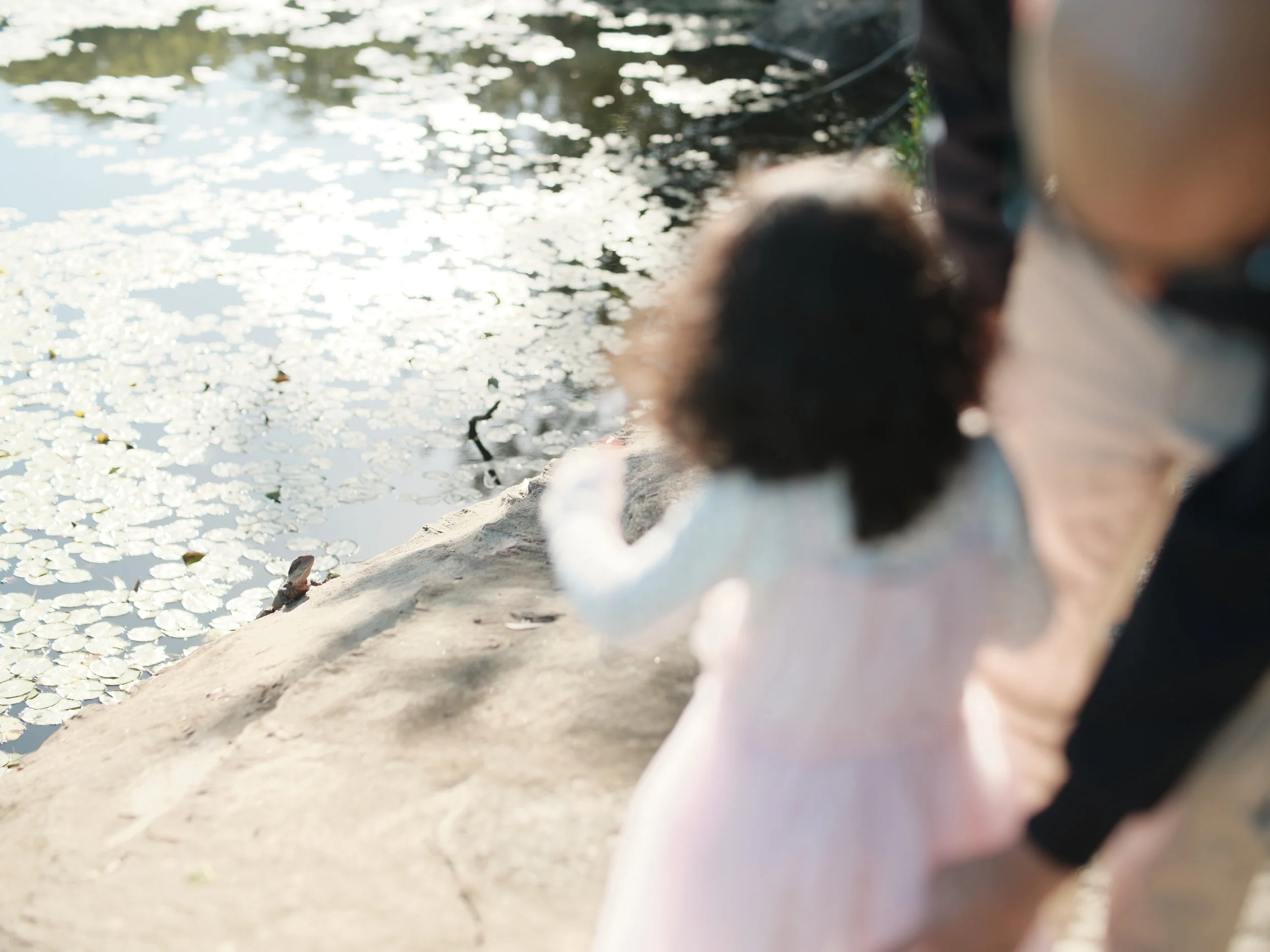 little girl looking at water dragon at lake parramatta