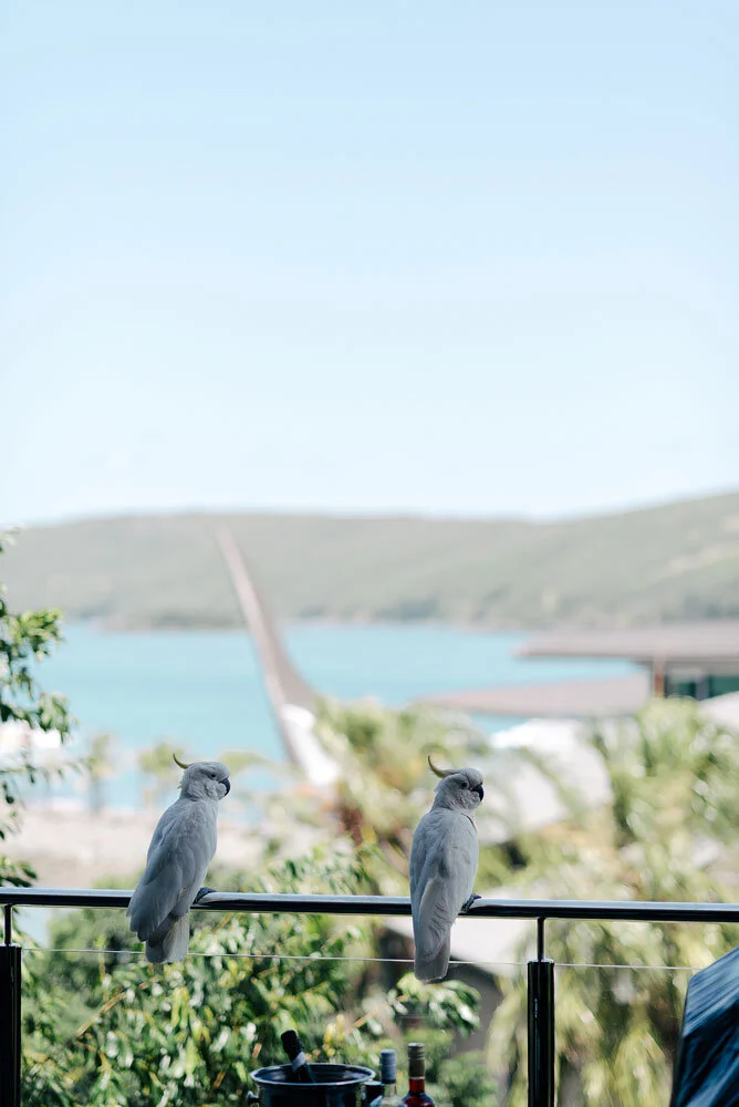 K+R-Tropical-hamilton-island-wedding-australia-42.jpg