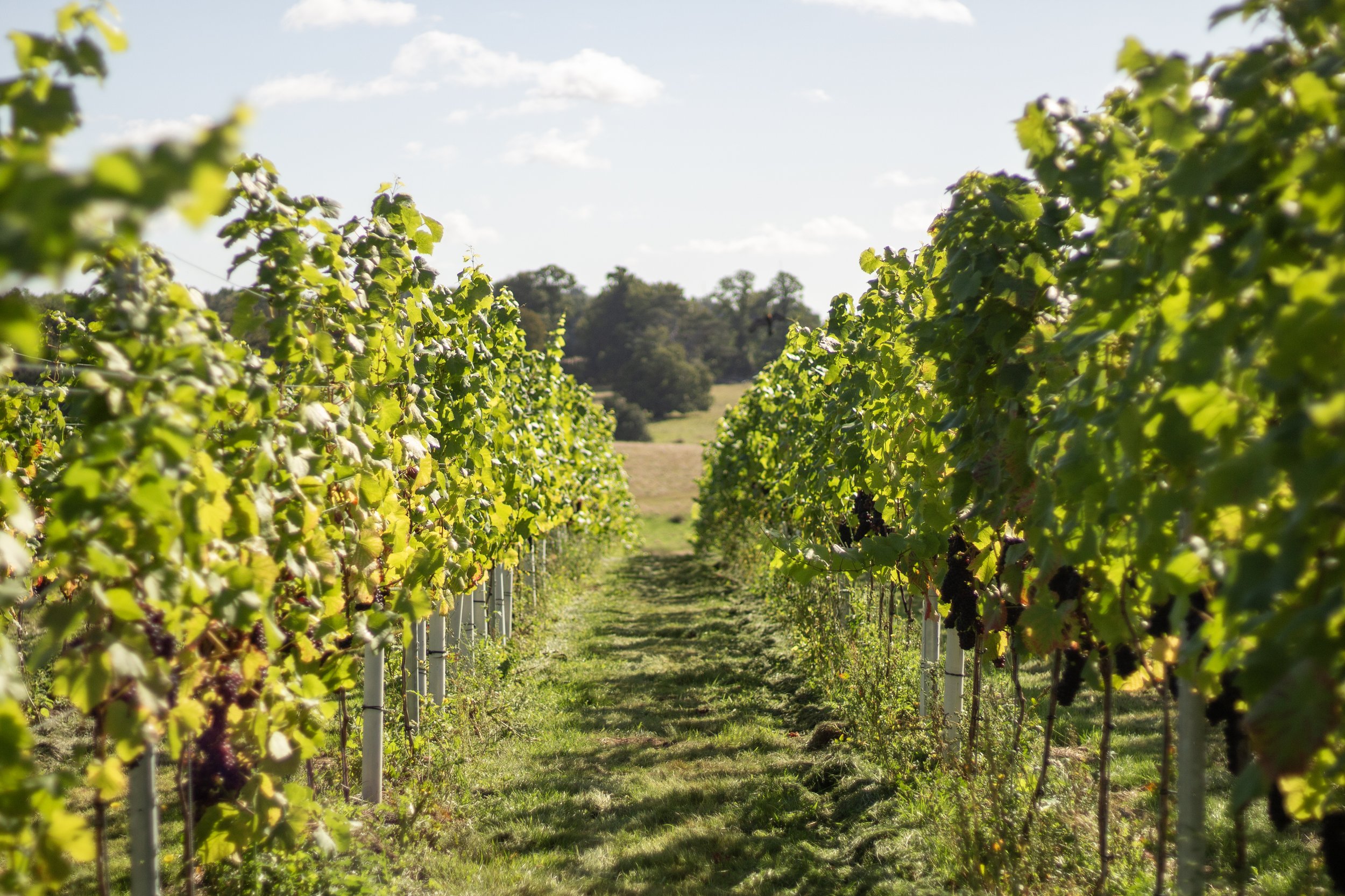 Rows of grapevines in a vineyard on a sunny day with a grassy path in between and hills and trees in the distance.
