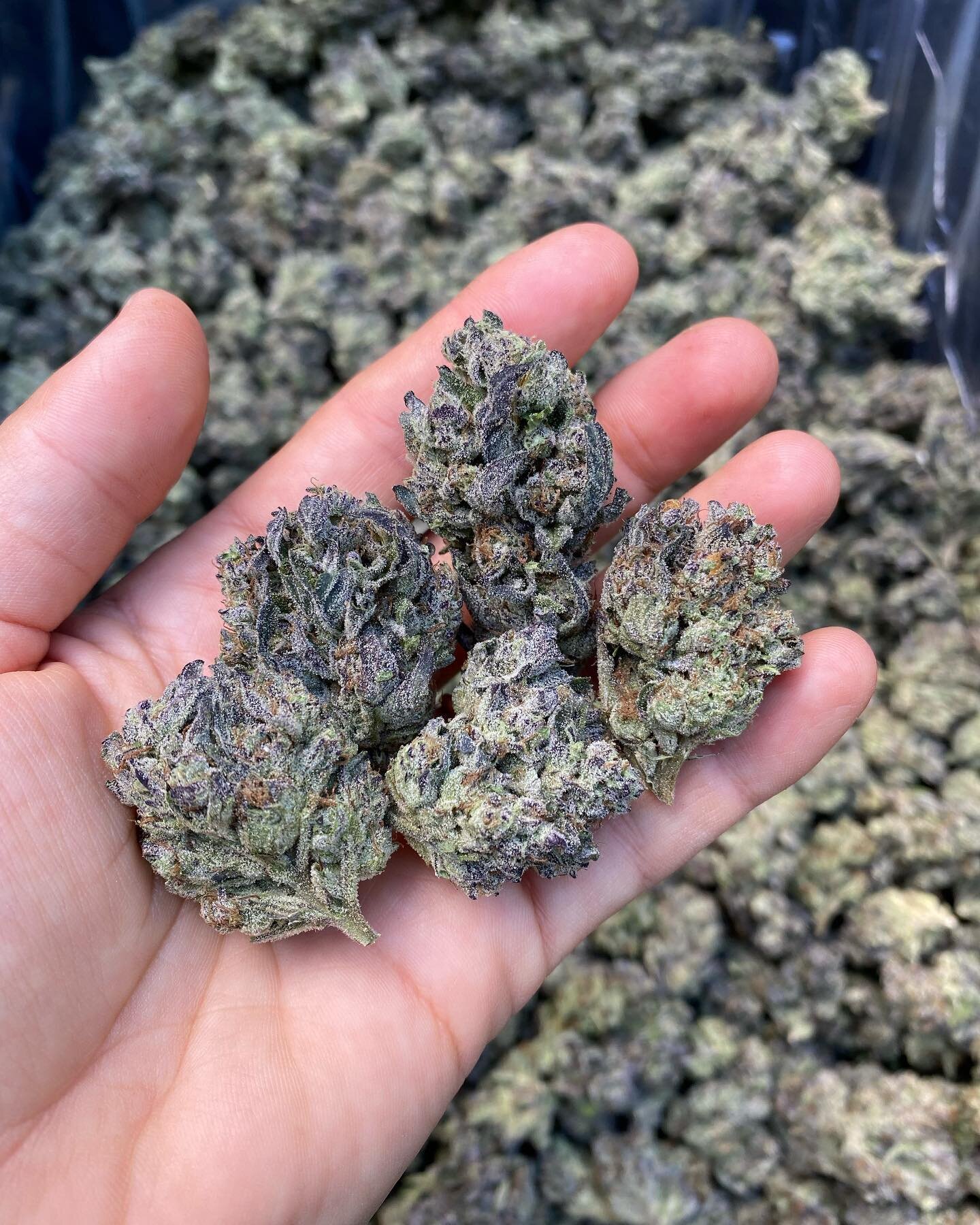 Gush mints coming soon to FarmCut! 🔥 
Swipe &mdash;&mdash;&gt; to see the flowers on harvest day.
(Nothing for sale here!!)
&bull;
&bull;
#sungrown
#lightdep 
#gushmints 
#purpleweed
#indica 
#farmfresh 
#regenerativecannabis 
#organicallygrown 
#li