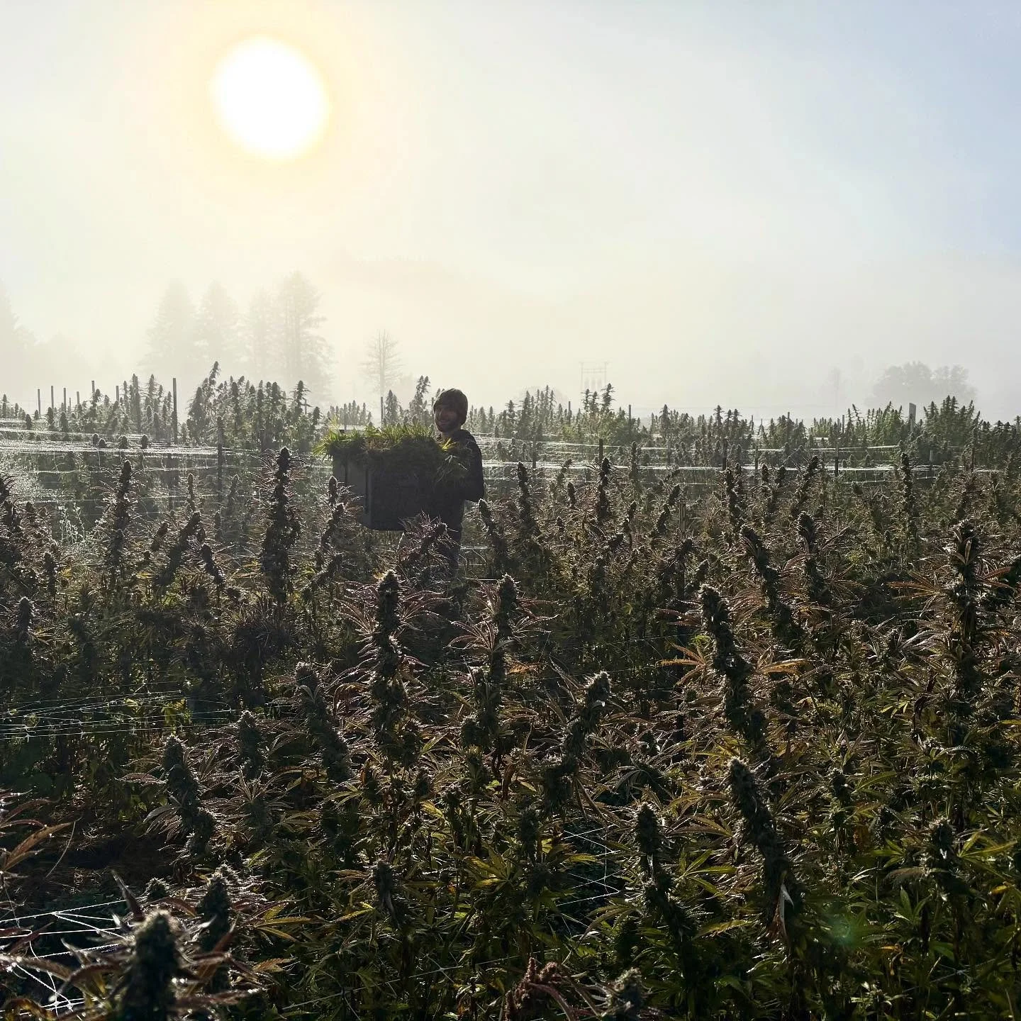 Lots of wet misty mornings lately.. must be October! 
#croptober
#fall
#harvest
#humboldt