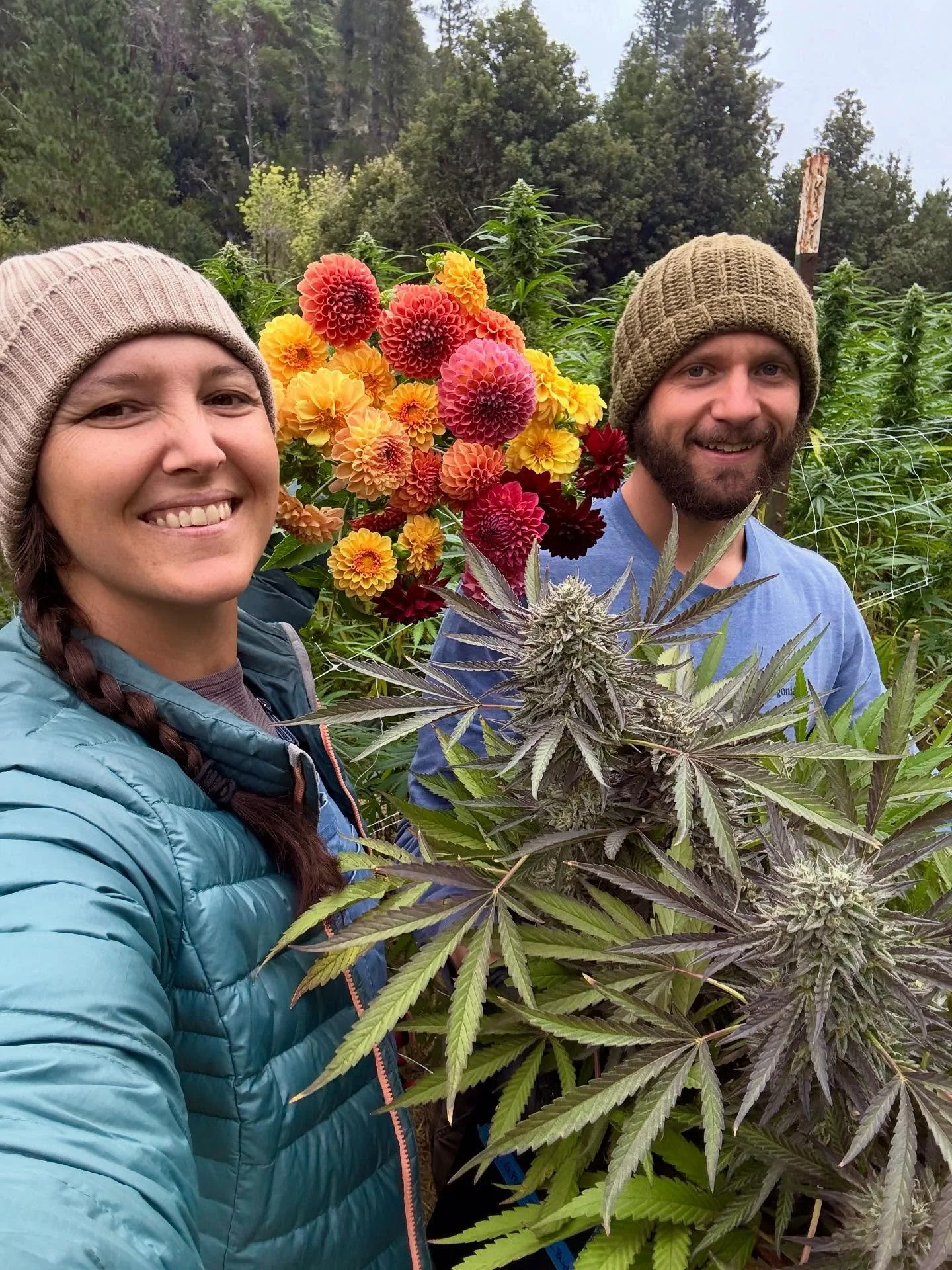 Harvest Moon Flowers! 
Hope ya’ll are using this full moon energy and beautiful weather to get some sh*t done! 💚✨🌕 
#harvestmoon 
#fall
#harvest
#dahlias 
#flowerfarmer 
#humboldt
#sungrown