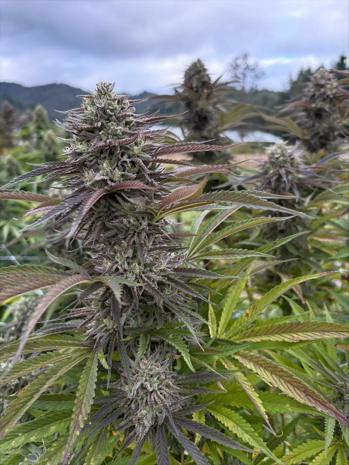 Some glamour shots before they’re all gone ✂️
#harvesttime 
#herb 
#familyfarm 
#legacy 
#regenerativeorganic 
#knowyourfarmer