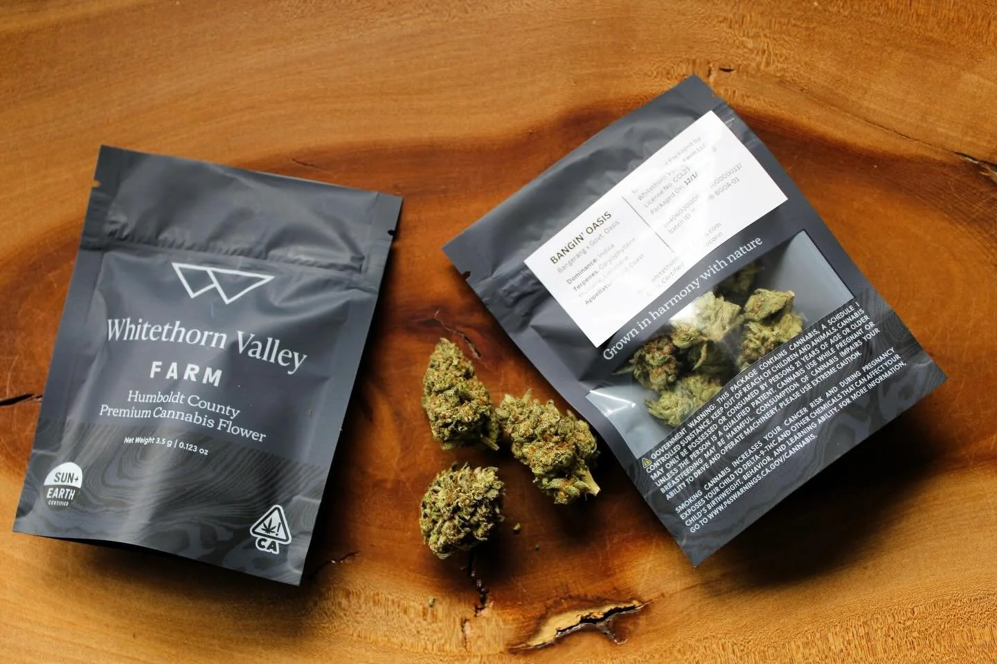 Keep an eye out for this one 🤩

Bangin&rsquo; Oasis is an indica dominant cross of our classic Bangerang x Govt Oasis from @realpurplecitygenetics 

Rock hard buds are thickly coated in dusty trichomes. 30+ thsee and 2% terps! Aroma is complex earth