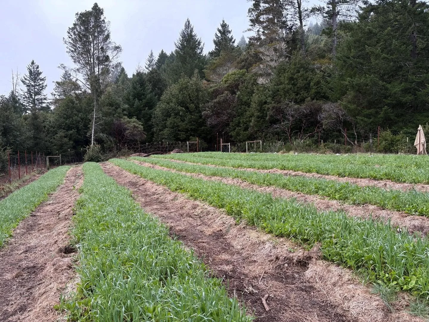 Welcome to the Farm Cut Weekly Farm Update Newsletter! If you haven&rsquo;t already please visit our website: farmcutcannabis.com and sign up to receive them in your inbox!

Each week you will get an update from one of the five farms that make up the
