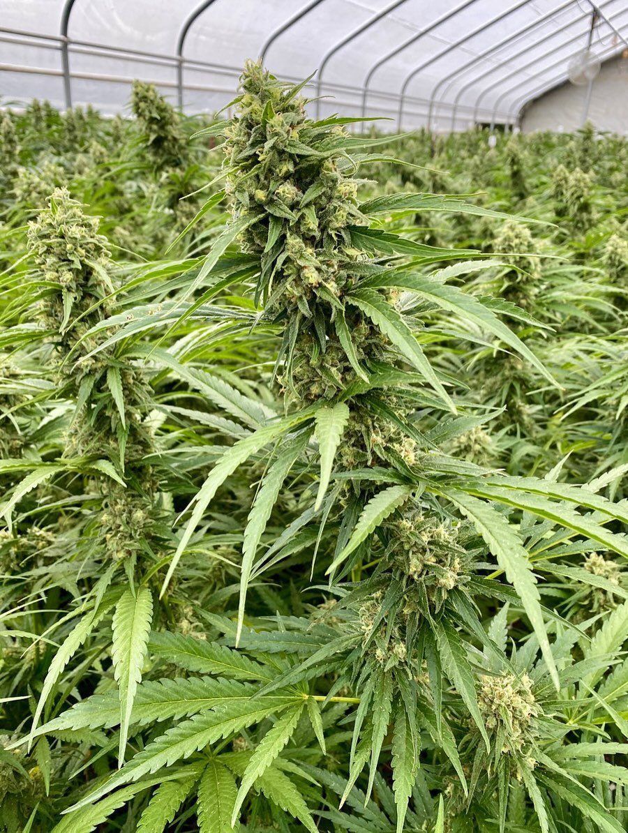 Jack Herer: A Sativa Story

Perhaps one of the most famous sativa strains in the world, Jack Herer is an iconic cultivar that continues to captivate the Sativa seekers of the 21st century. If you like a good Jack, just wait until you try it in Farm C